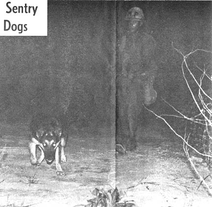 Sentry Dogs